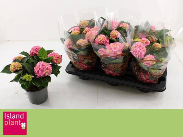 HYDR M ANKONG ROSA