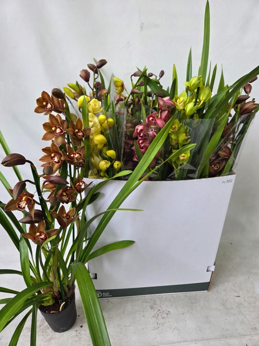 <h4>CYMB GEMENGD</h4>