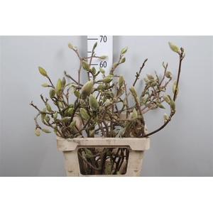 Magnolia Grandi Yellow