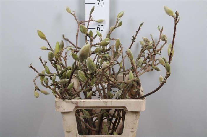 <h4>Magnolia Grandi Yellow</h4>