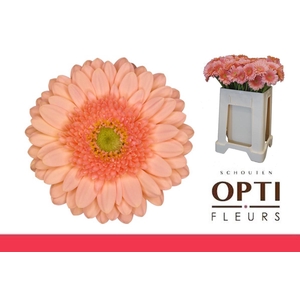 Germini Ice Cream Water