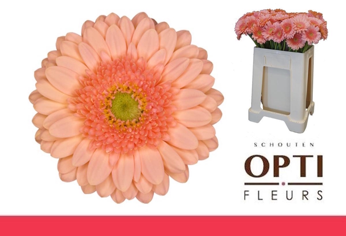 <h4>Germini Ice Cream Water</h4>