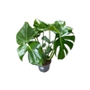 MONSTERA DELICIOSA