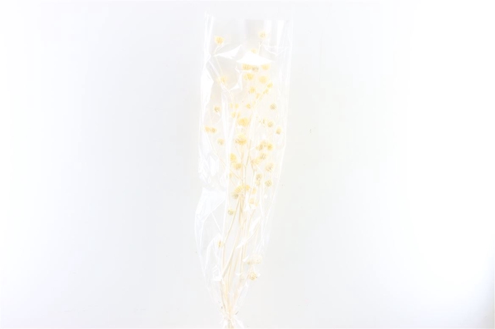 <h4>Dried Mollina White Poly</h4>