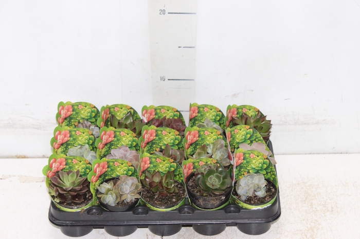 <h4>ECHEVERIA MINI P06</h4>
