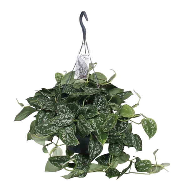 <h4>Scindapsus Pictus Argyraeus</h4>