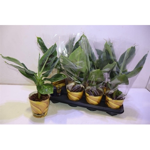 Musa Tropicana In Potcover