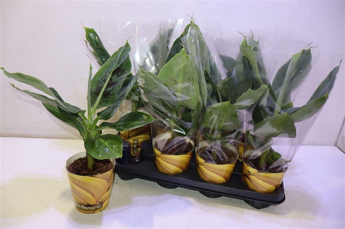 <h4>Musa Tropicana In Potcover</h4>