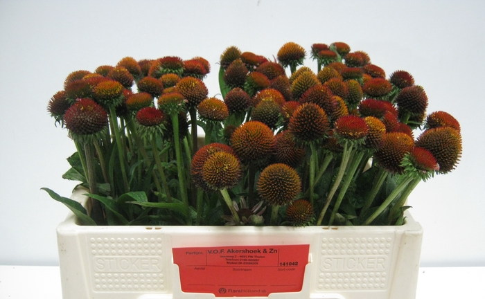 <h4>ECHI PURPUREA</h4>