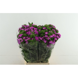 Di Barb Aldo Lila Fantasia 55cm