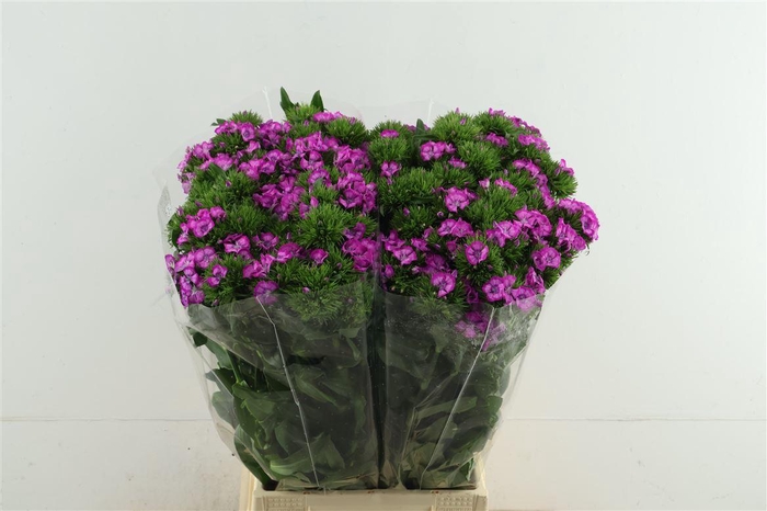 <h4>Di Barb Aldo Lila Fantasia 55cm</h4>