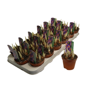 arr8 Crocus Tricolor