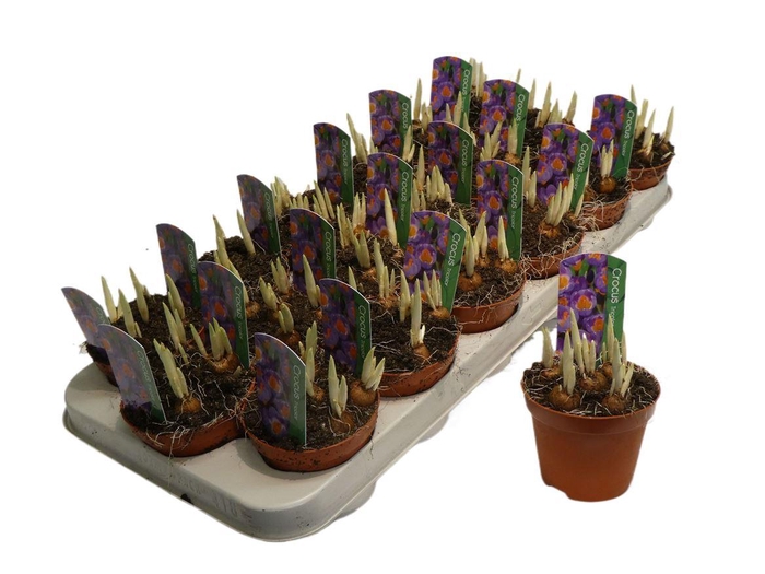 <h4>arr8 Crocus Tricolor</h4>