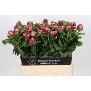 Paeonia jo legare