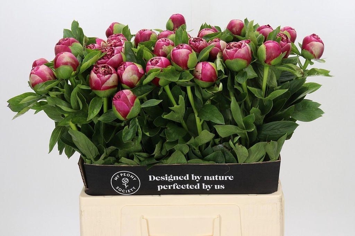 <h4>Paeonia jo legare</h4>