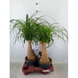 Beaucarnea recurvata