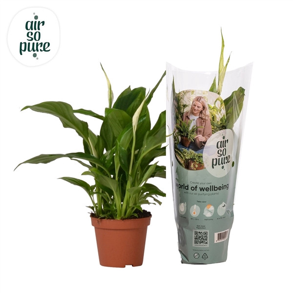 <h4>Spathiphyllum 9 cm Chopin Air So Pure</h4>