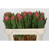 Protea Brenda