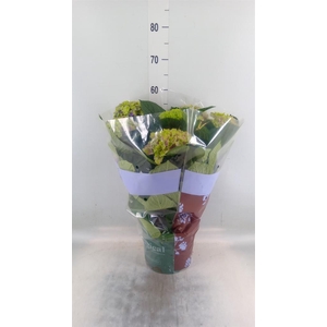 Hydrangea mac. 'Magical Amethyst'