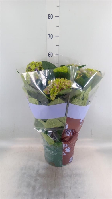 <h4>Hydrangea mac. 'Magical Amethyst'</h4>