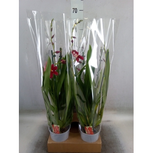 Burrageara  'Nelly Isler'