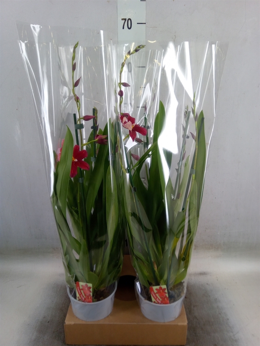 <h4>Burrageara  'Nelly Isler'</h4>