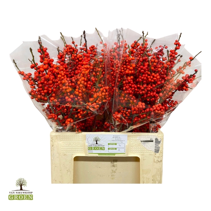 <h4>ILEX VE RODE BES</h4>