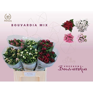 Bouvardia do exclusive mix in bucket