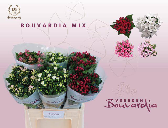 <h4>Bouvardia do exclusive mix in bucket</h4>