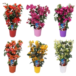 Bougainvillea Dania