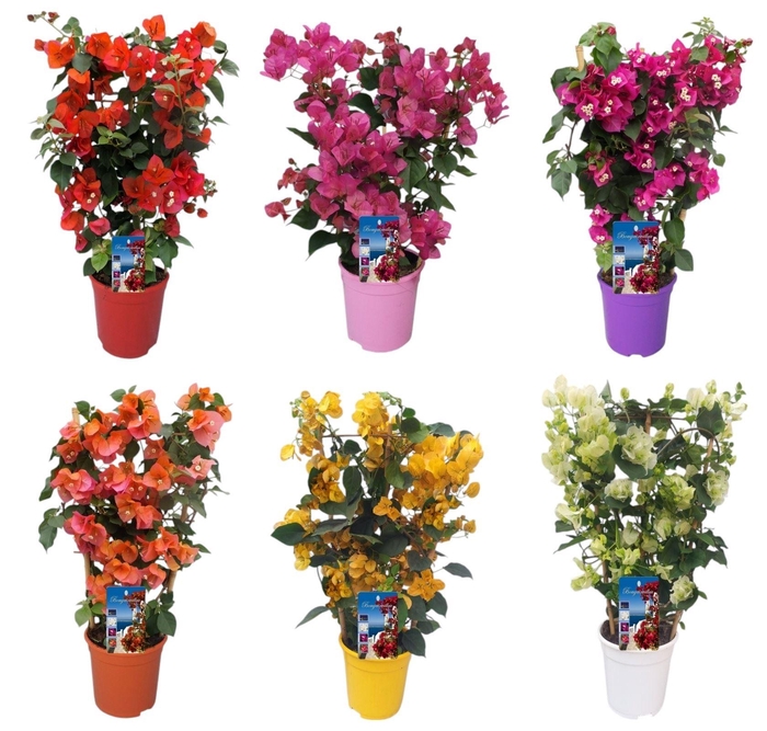 <h4>Bougainvillea Dania</h4>
