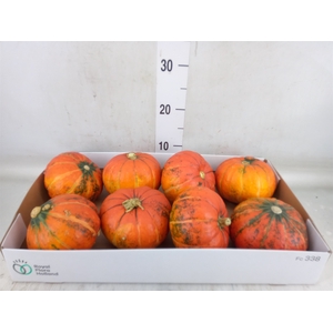 Cucurbita