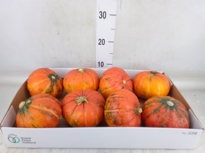 <h4>Cucurbita</h4>