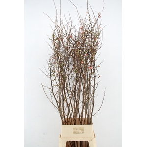 CHAENOMELES JAPONICA PINK 150cm