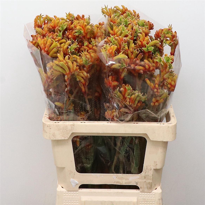 <h4>Anigoz Bush Tango</h4>