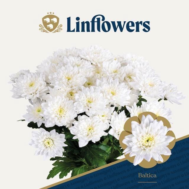 <h4>Chr. Tr Baltica 100gr Linflowers</h4>