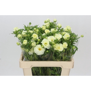 Ranunculus Butterfly Graces