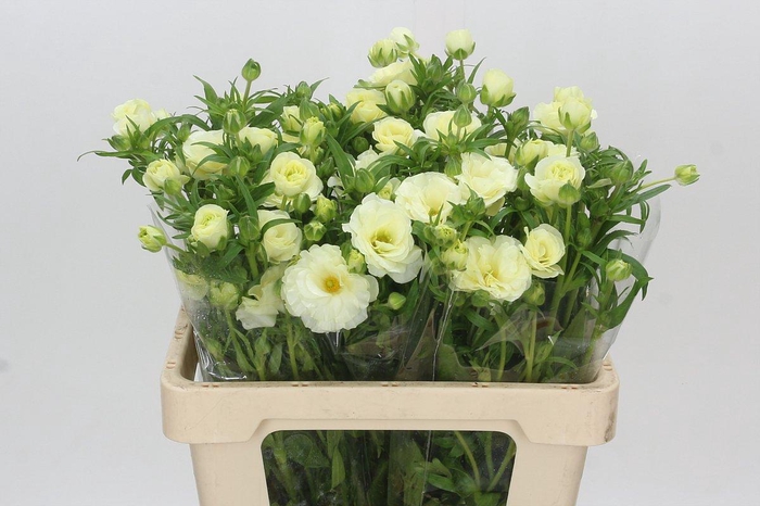 <h4>Ranunculus Butterfly Graces</h4>