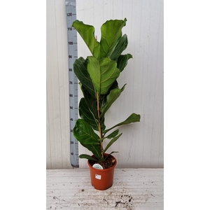 FICUS LYRATA