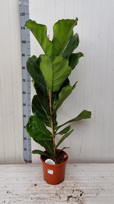 <h4>FICUS LYRATA</h4>