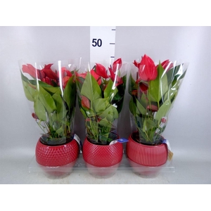 Anthurium  'Banderola Lava'