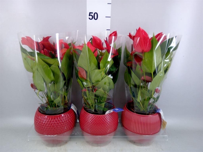 <h4>Anthurium  'Banderola Lava'</h4>