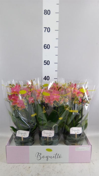 <h4>Phalaenopsis multi.   ...orange</h4>
