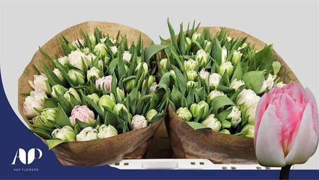 <h4>TU DU FOXTROT</h4>