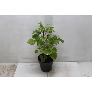 ARVORE DA FELICIDADE BALFOURIANA VARIEGATA P17