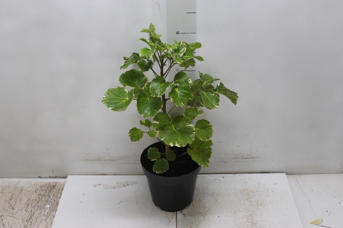 <h4>ARVORE DA FELICIDADE BALFOURIANA VARIEGATA P17</h4>