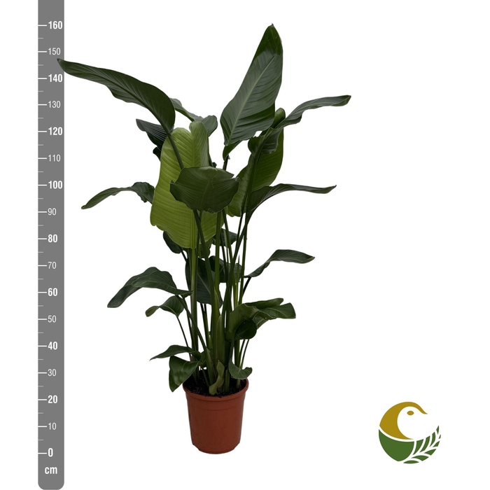 <h4>STRELITZIA NICOLAI</h4>