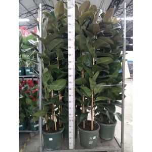 Ficus elastica 'Robusta'