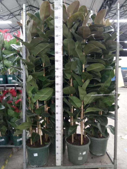 <h4>Ficus elastica 'Robusta'</h4>