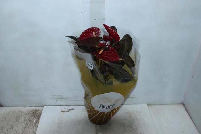 <h4>ANTHURIUM DELICATA P17</h4>